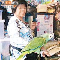 廣州有鸚鵡檔主取出黃頭亞馬遜鸚鵡供記者欣賞。