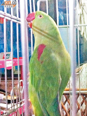 在深圳出售的亞歷山大鸚鵡索價一千六百元人民幣。
