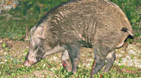 大圍顯田街山邊早前發現有野豬出沒。