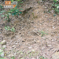 官地上的農作物吸引了野豬出來覓食，附近山坡的泥土有被抓鬆痕迹。