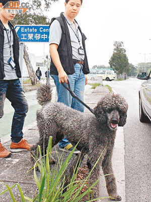 一度被擄走的貴婦狗，由探員拖着在現場等候回家。（楊日權攝）