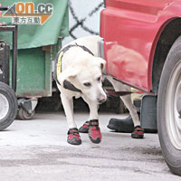 警方出動警犬到場協助緝兇。