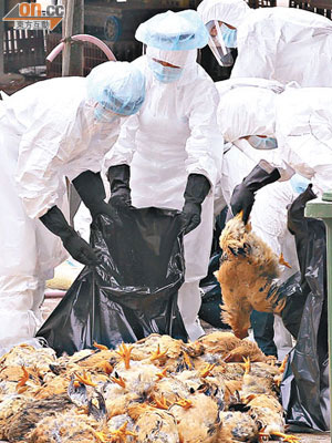 漁護署人員銷毀長沙灣家禽批發市場內一萬七千隻雞。（陸智豪攝）