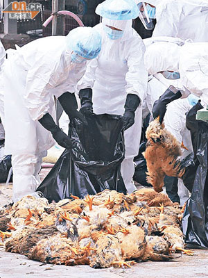 長沙灣家禽批發巿場爆發禽流感後，病毒來源至今未明。（資料圖片）