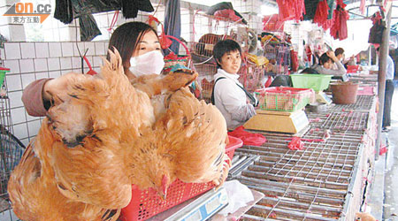 內地市場採取開放式售賣活雞。