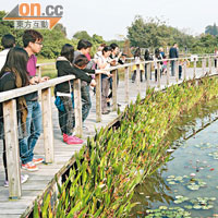 天水圍濕地公園成為傳播禽流感的高危地方。