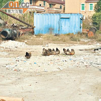 前日群雞亂舞<br>陳發玉所居住的深圳民主村，早前有鄰居飼養的雞隻隨處走動。