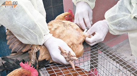 活雞飼養過程中需要為雞隻注射疫苗。