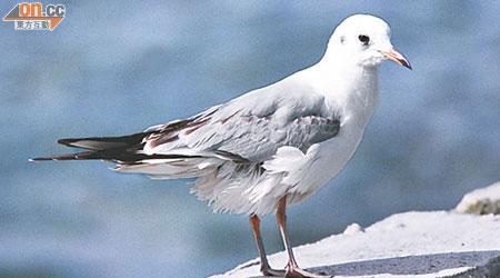 紅嘴鷗為本港常見冬候鳥。（資料圖片）
