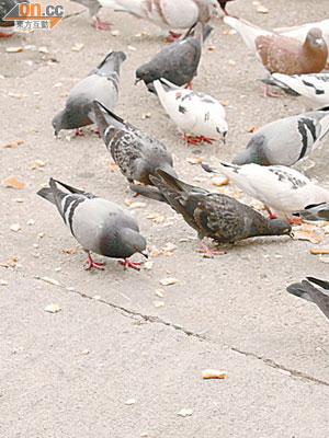 記者發現懷疑有人餵飼野鴿，地上灑滿麵包碎，吸引白鴿啄食。
