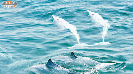 調查發現黃茅海和上川島的海豚出現率較對上一次調查時為低。（南海水產研究所提供）