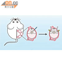 科大破解控制神經細胞遷移的蛋白運作機制<br>1.研究人員透過子宮內電穿孔技術，抑制老鼠胚胎大腦中的「α2-chimaerin」蛋白，令其喪失功能<br>（香港科技大學提供）