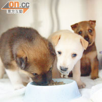 部分獲救的流浪幼犬會暫時安置在NPV診所中。