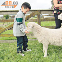 初次到訪新西蘭農場嘅晉熙，對綿羊愛不釋手。