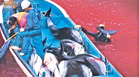 香港航空今年一月由日本運送五條海豚到越南河內。（資料圖片）