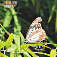 來自日本的大絹斑蝶。（讀者提供）