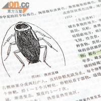 《中國藥用動物志》中記載，曱甴為天然中藥材，具消滯、化癥瘕等功效。