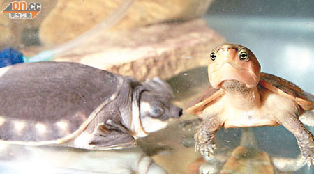 海關曾搜獲瀕危的豬嘴龜（左）及大頭龜（右）。