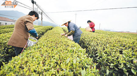 綠色和平檢視內地茶葉園的運作情況。（綠色和平提供）