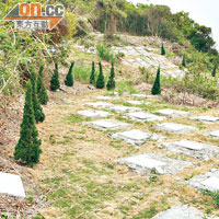 在骨灰龕場附近，有人種植一批常於墓園出現的松樹苗。