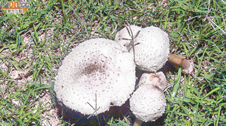 再有市民進食野菇中毒，防護中心提醒市民勿採摘來歷不明菇類。