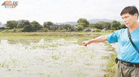 燕崗村的農田被雨水淹浸，菜農無奈。（李子強攝）