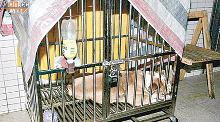老虎狗被監生焗死籠內。