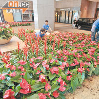 新地總部門外種紅花，為集團添一番新氣象。