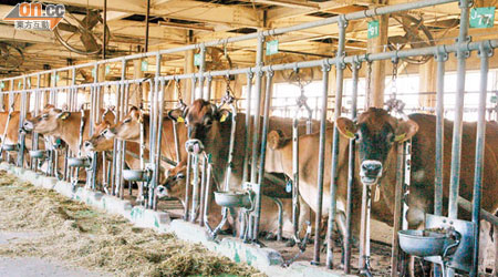 九州的牧場飼養了大批牛隻，以生產高質素奶製品見稱。