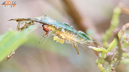 太子道／水渠道花園毛蟲肆虐，長相令人不安的毛蟲吃光葉片。