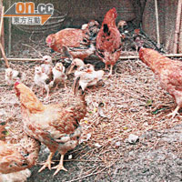 要雞隻生長健康，最理想是以放牧式飼養。（被訪者提供）