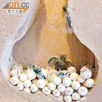 展覽展出小海龜破蛋而出，朝着光源爬回大海的模型。