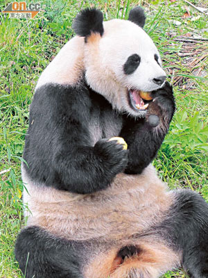 秦嶺大熊貓頭較圓、身較短，皮毛顏色為棕白色。（受訪者提供）