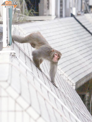 身手敏捷的猴子在村屋頂穿梭跑跳。（劉子文攝）