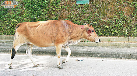 被撞傷黃牛事後繼續在路旁覓食。