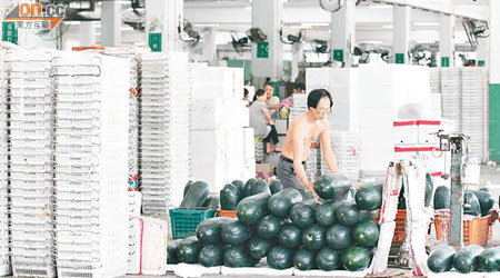 本港不少菜農每日將新鮮收割的蔬菜運往批發市場。