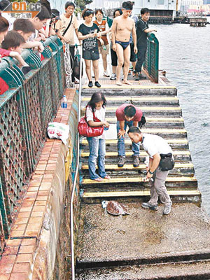 綠海龜闖入維港，吸引多名市民圍觀及拍照。（吳華盛攝）