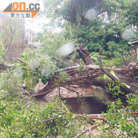 風暴吹襲期間，大埔發生塌樹壓毀鐵皮屋意外。（趙瑞麟攝）
