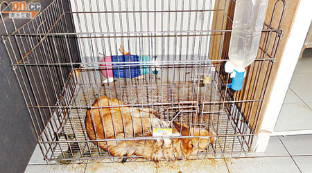 警員當時發現一頭哥基犬倒斃在籠內，籠上膠水樽已乾涸。（愛護動物協會提供）