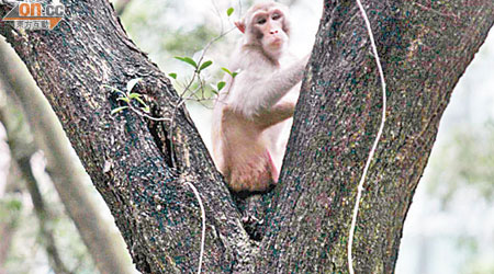 猴子攀上大樹，與漁護署人員捉迷藏。（林少兒攝）