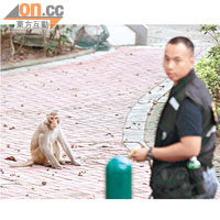 猴子走入公園，漁護署人員用香蕉和花生進行誘捕。