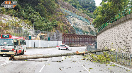 倒塌的木棉樹，橫跨三條行車線。（讀者提供）