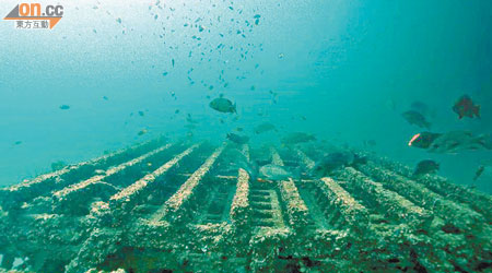 人工魚礁計劃錄得的魚種有輕微下跌。