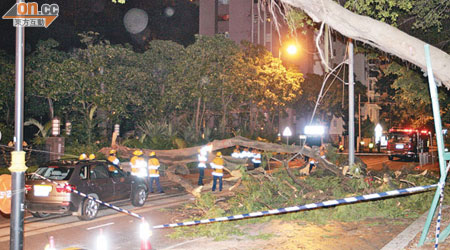 黃泥涌道大樹塌下毀車，消防員在現場清理。（呂浩鋒攝）