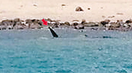 有市民在龜背灣拍下懷疑鯊魚魚鰭（箭嘴示）。（互聯網圖片）