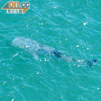 南丫島深灣海面昨驚現懷疑鯊魚，背部有大魚鰭。（政府飛行服務隊提供）