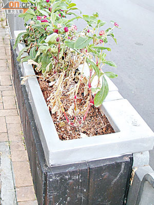 花盆部分植物枯萎，綠化效果成疑。