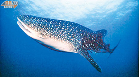 鯨鯊以浮游生物作為食物，對人類無攻擊性。（資料圖片）