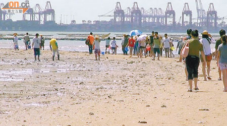 昨日仍有數十人在后海灣泥灘掘蜆及螄蚶，遠處為深圳蛇口集裝箱碼頭。