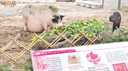 嘉道理農場豬舍外解說牌的英文標題「Chinese Pig Tales」，被指歧視中國人。